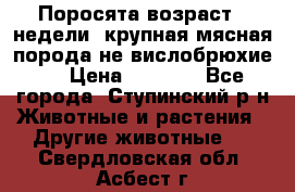 Поросята возраст 4 недели, крупная мясная порода(не вислобрюхие ) › Цена ­ 4 000 - Все города, Ступинский р-н Животные и растения » Другие животные   . Свердловская обл.,Асбест г.